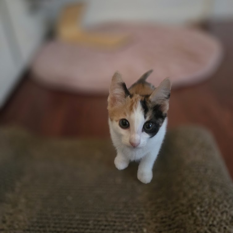 Kiwi, photo 3