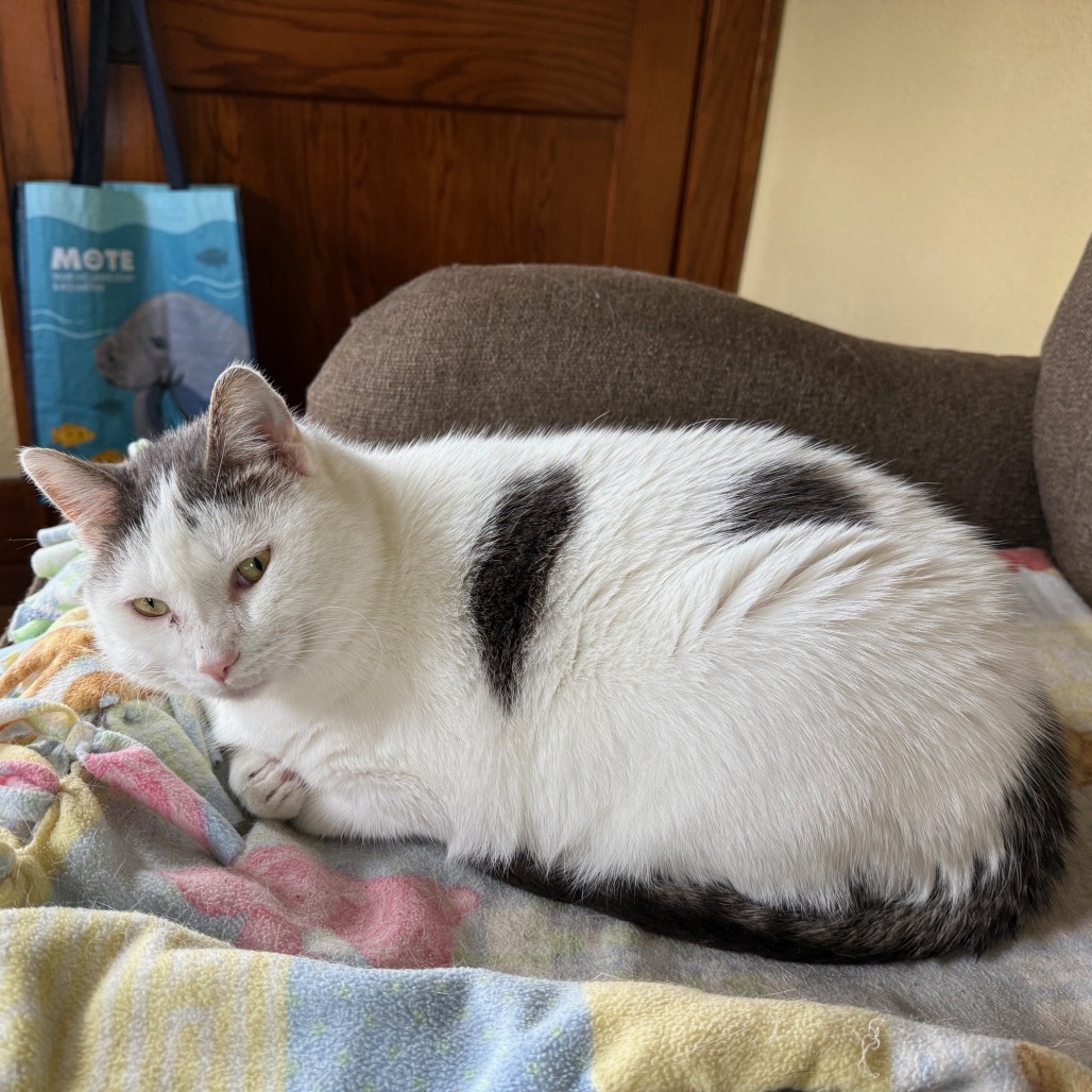 Gizmo--In Foster, photo 5