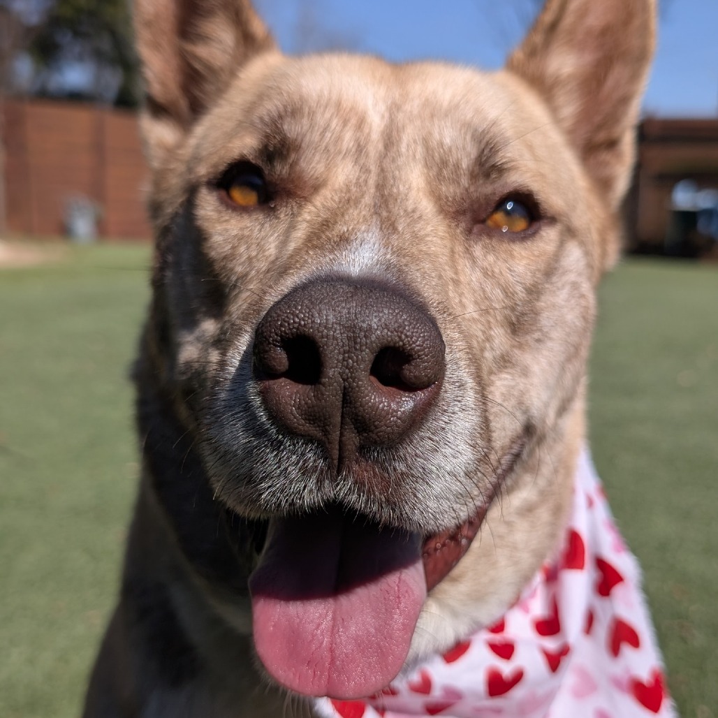 RONALDO - Akita / Mix available for adoption