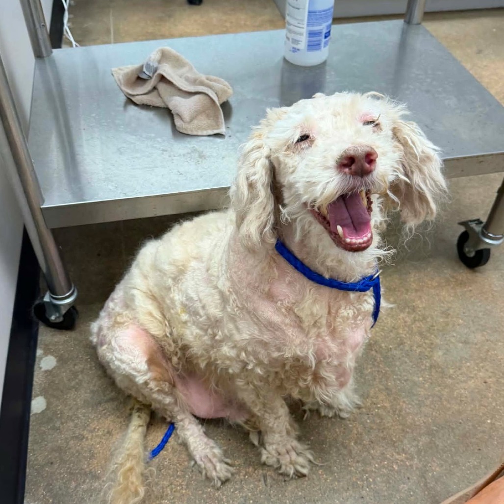 Charly *Arriving 8/22* D12139, photo 6