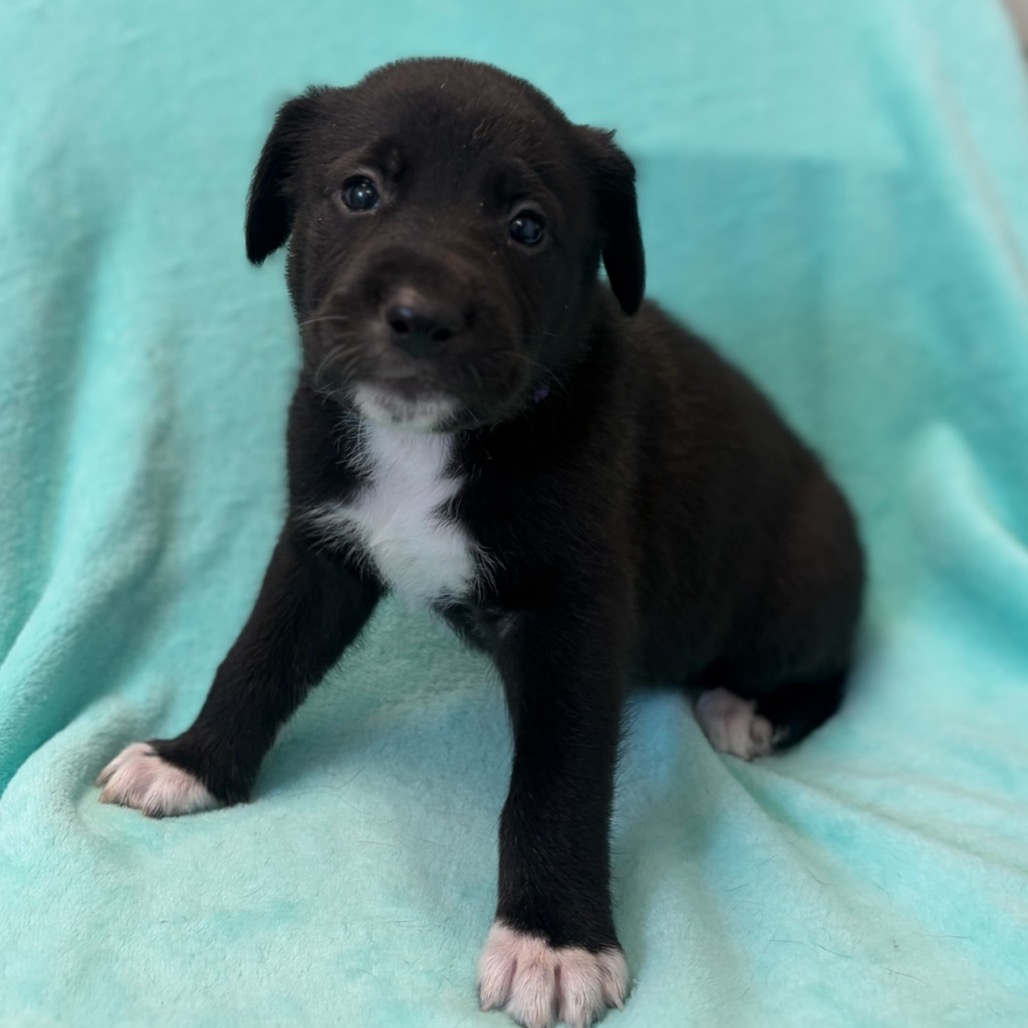 Black Retriever, Black Labrador/Mixed Breed (Medium) Dog