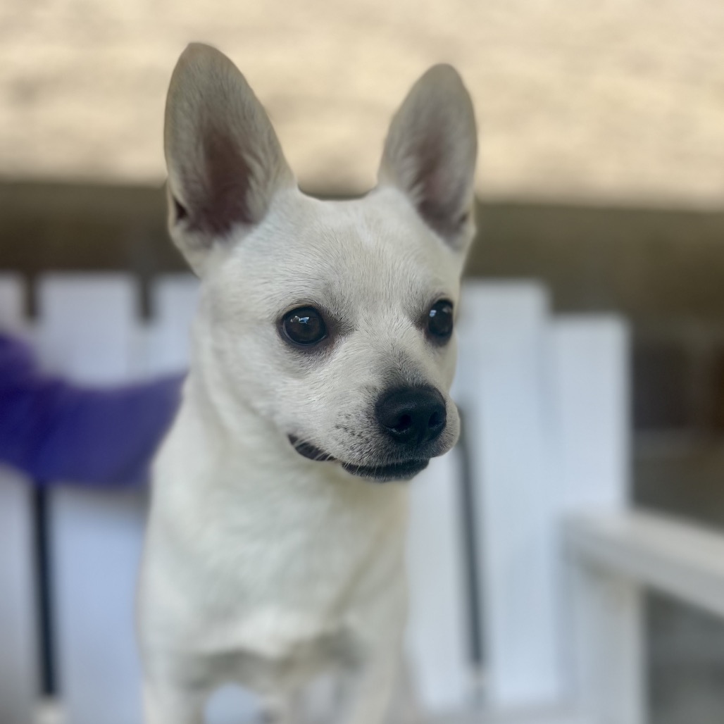 RICO