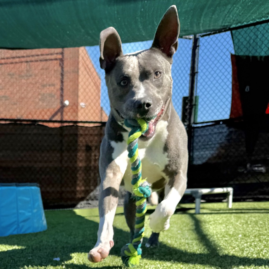 Photo of King Beetle 21