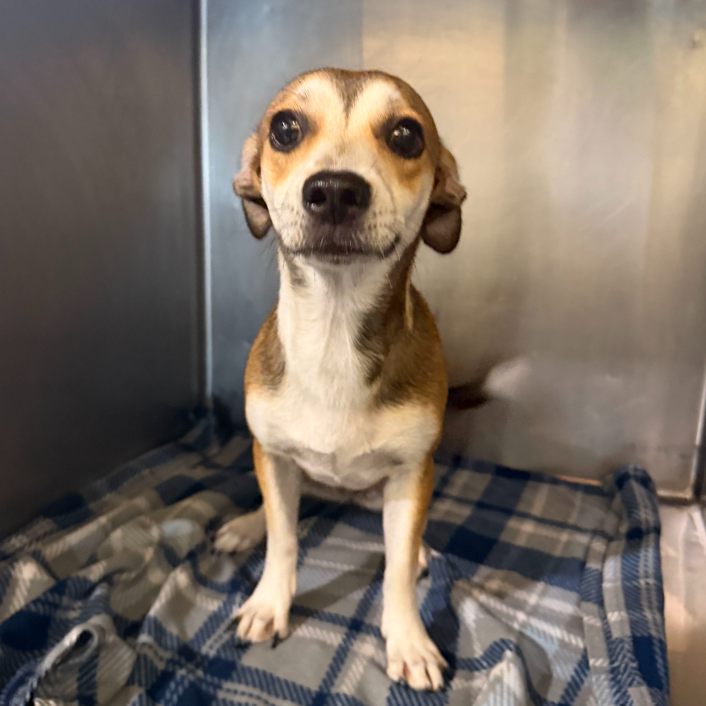 MITCHIE - Terrier / Mixed Breed (Small) available for adoption