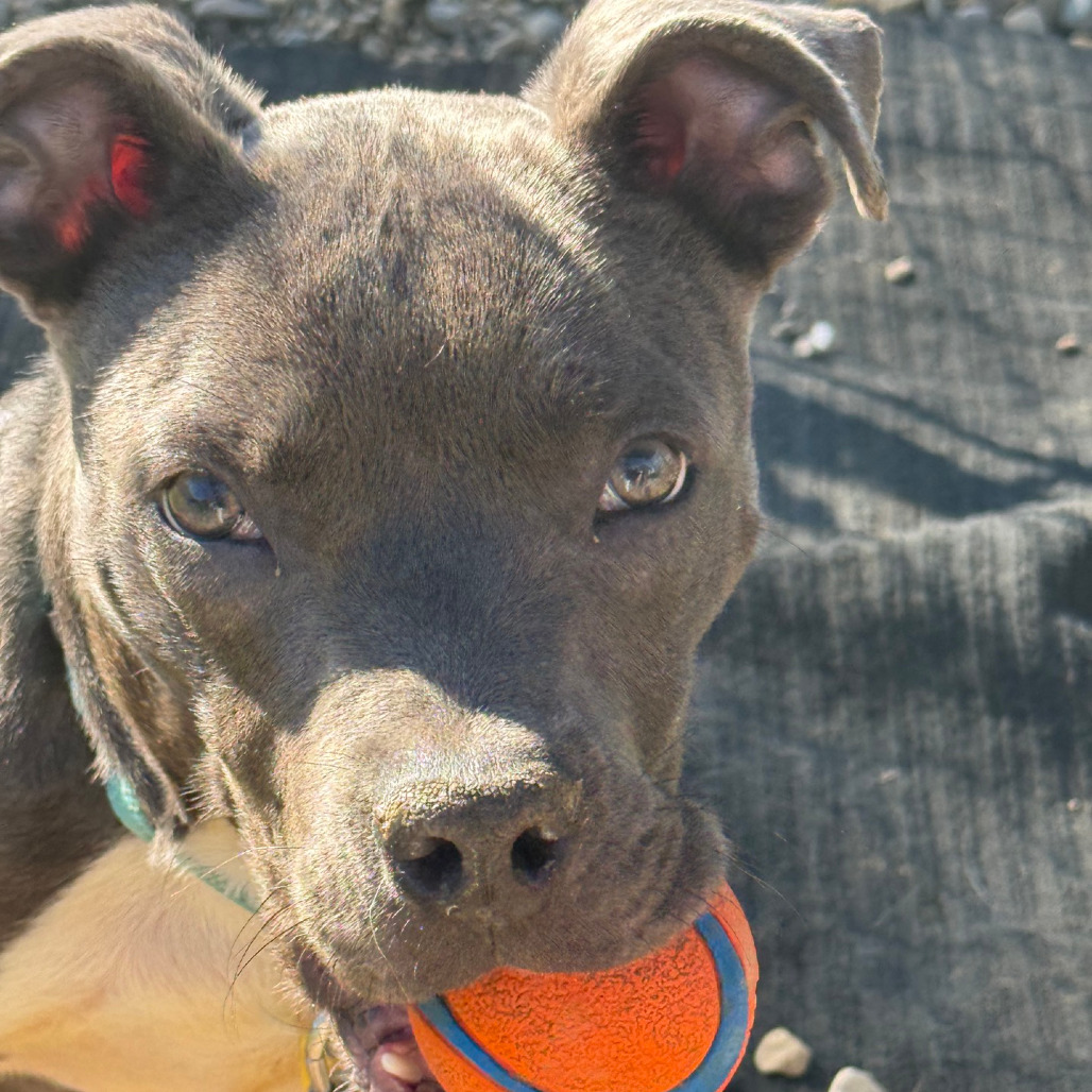 Sawyer, photo 9