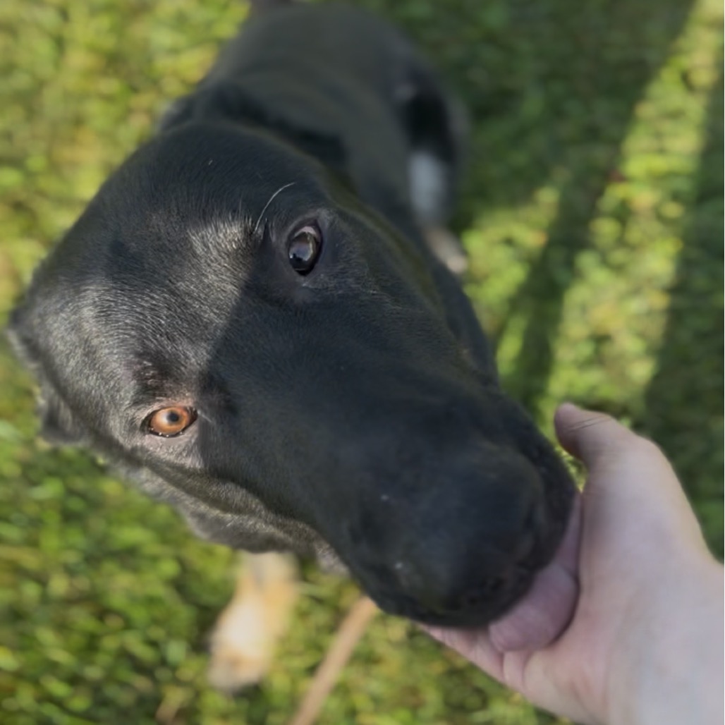 Achilles