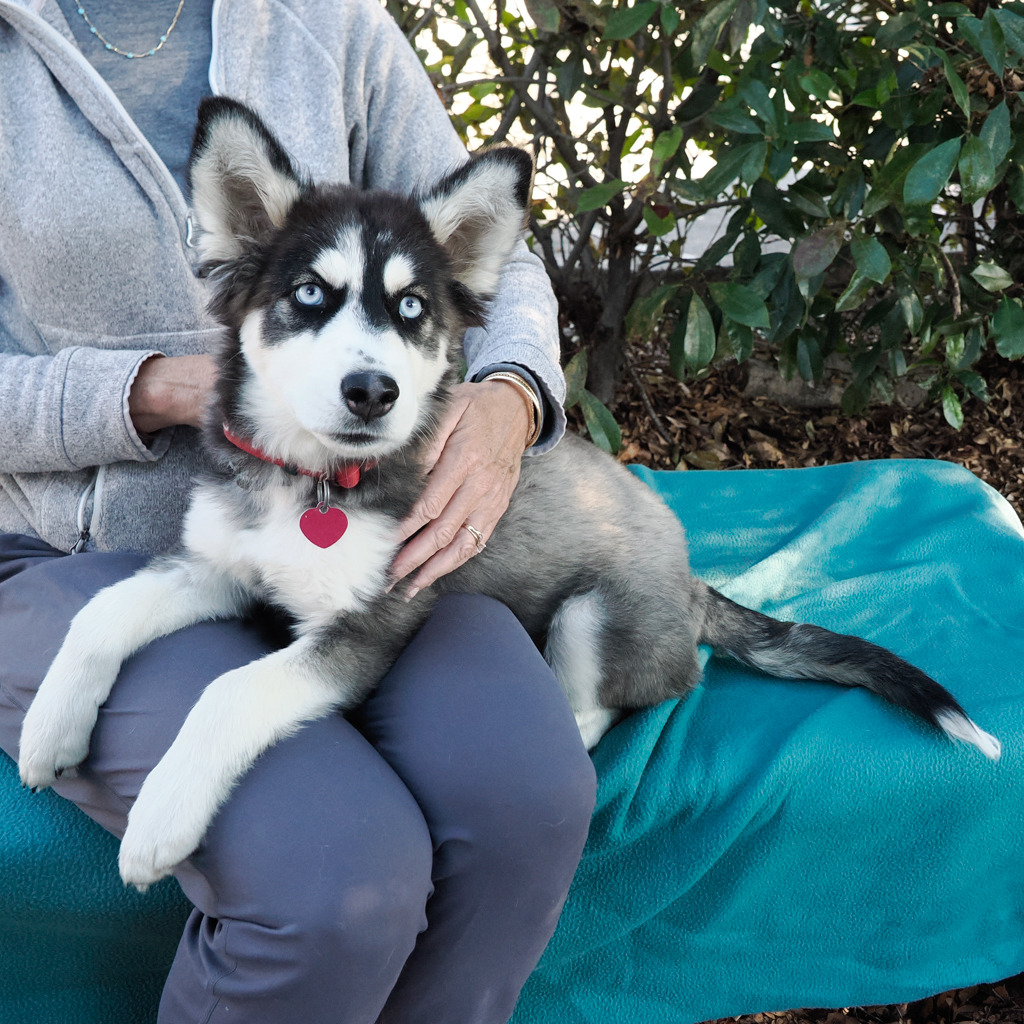 ANNIE SUE, photo 6