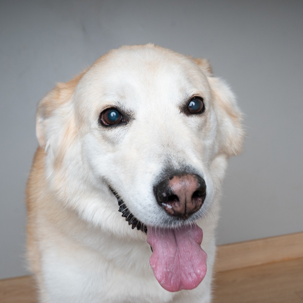 Honey D70062, photo 3