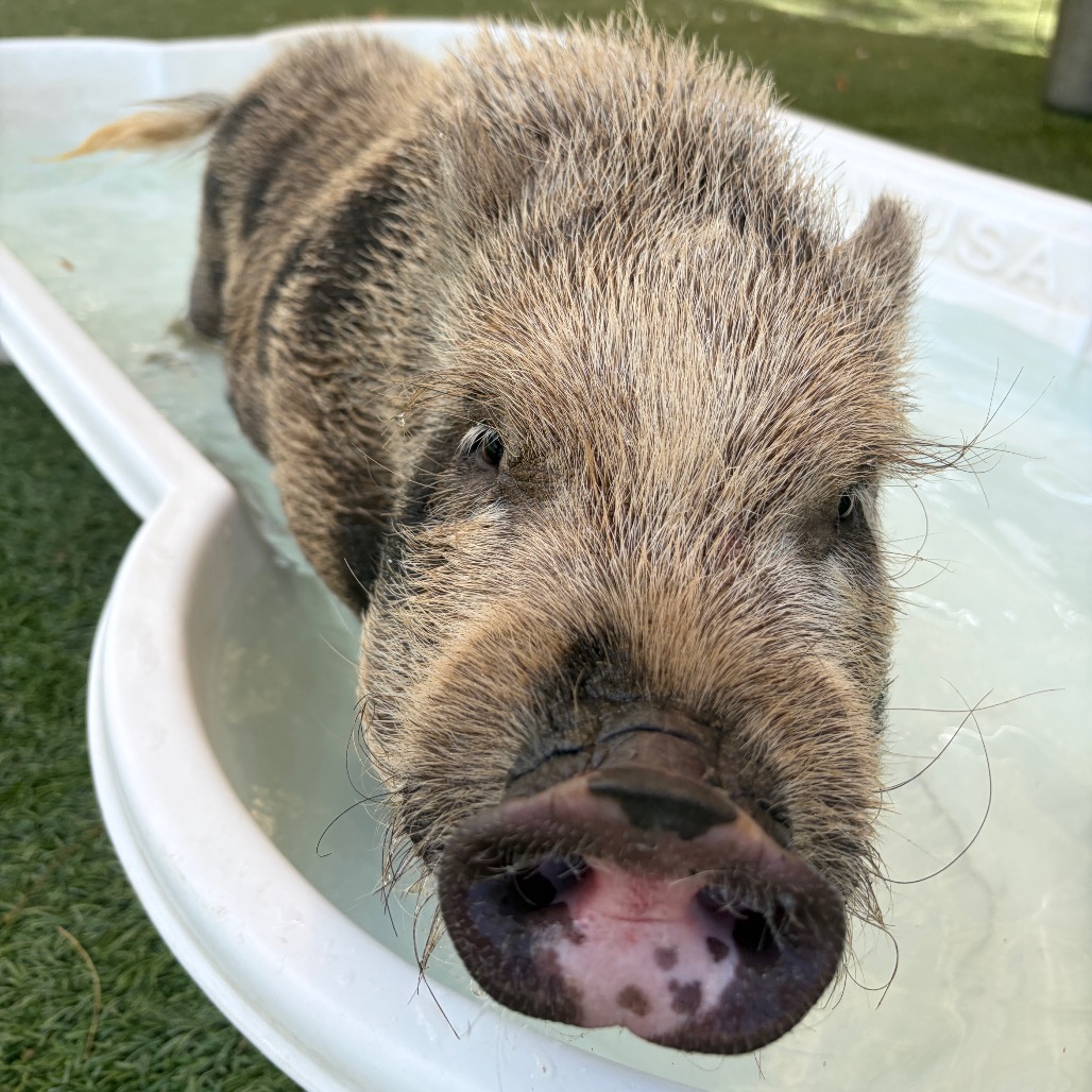 PUA - Vietnamese Potbelly available for adoption
