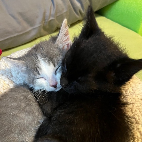 Squeakers--In Foster***ADOPTION PENDING***, photo 2