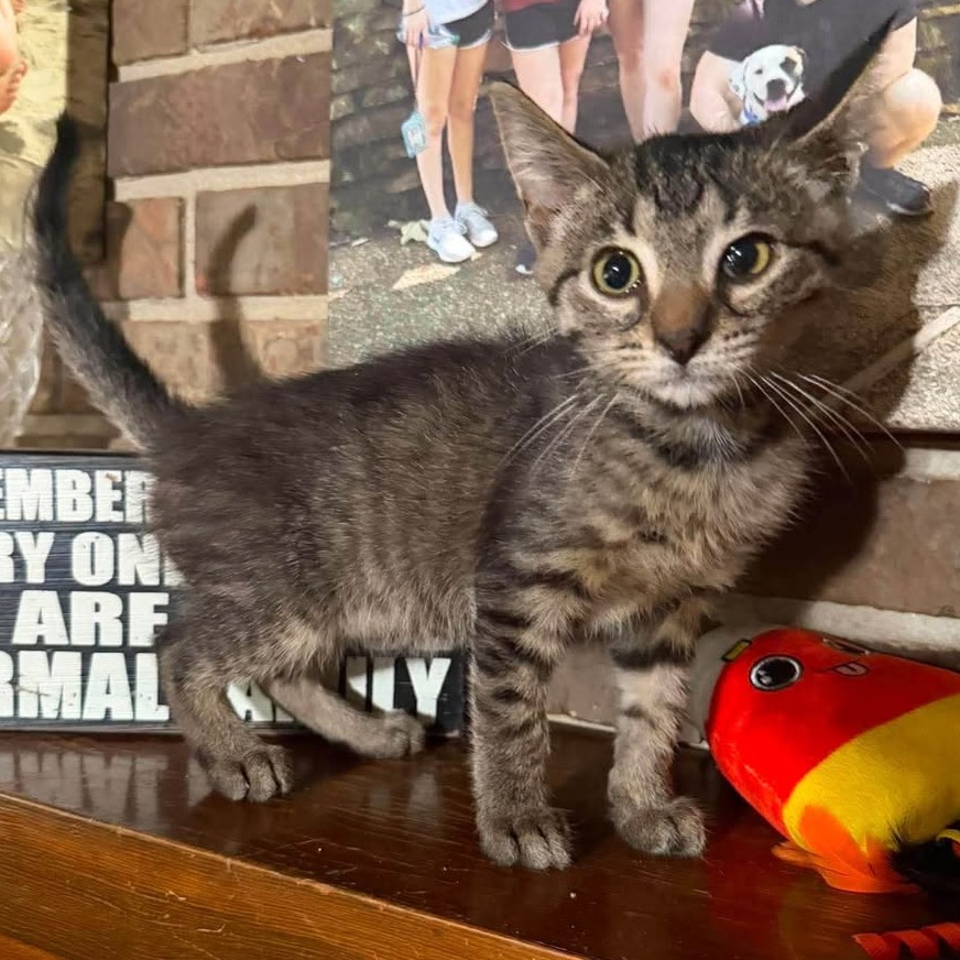 BA BA - Domestic Shorthair available for adoption