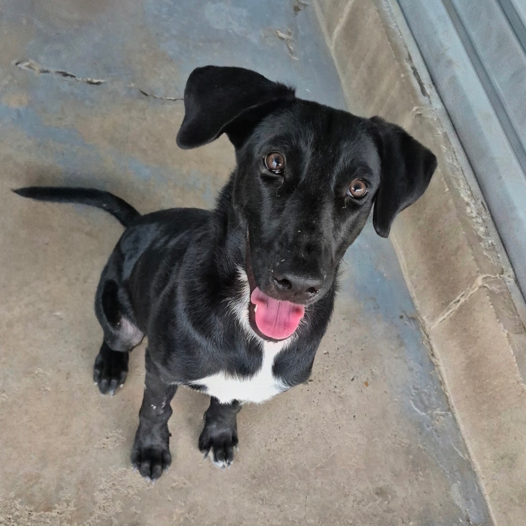 JOJO - Shepherd available for adoption