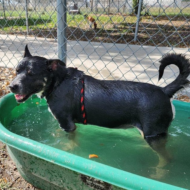 Kipper photo 7