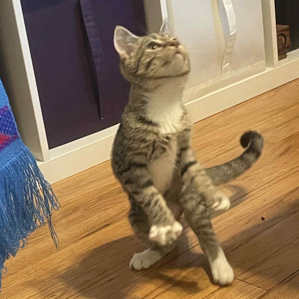 Poppy — thumbnail 4