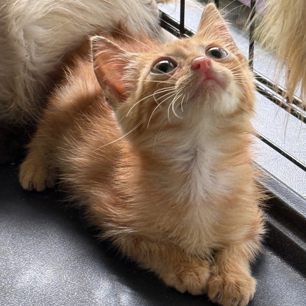 Pumpkin (formerly C2) Image