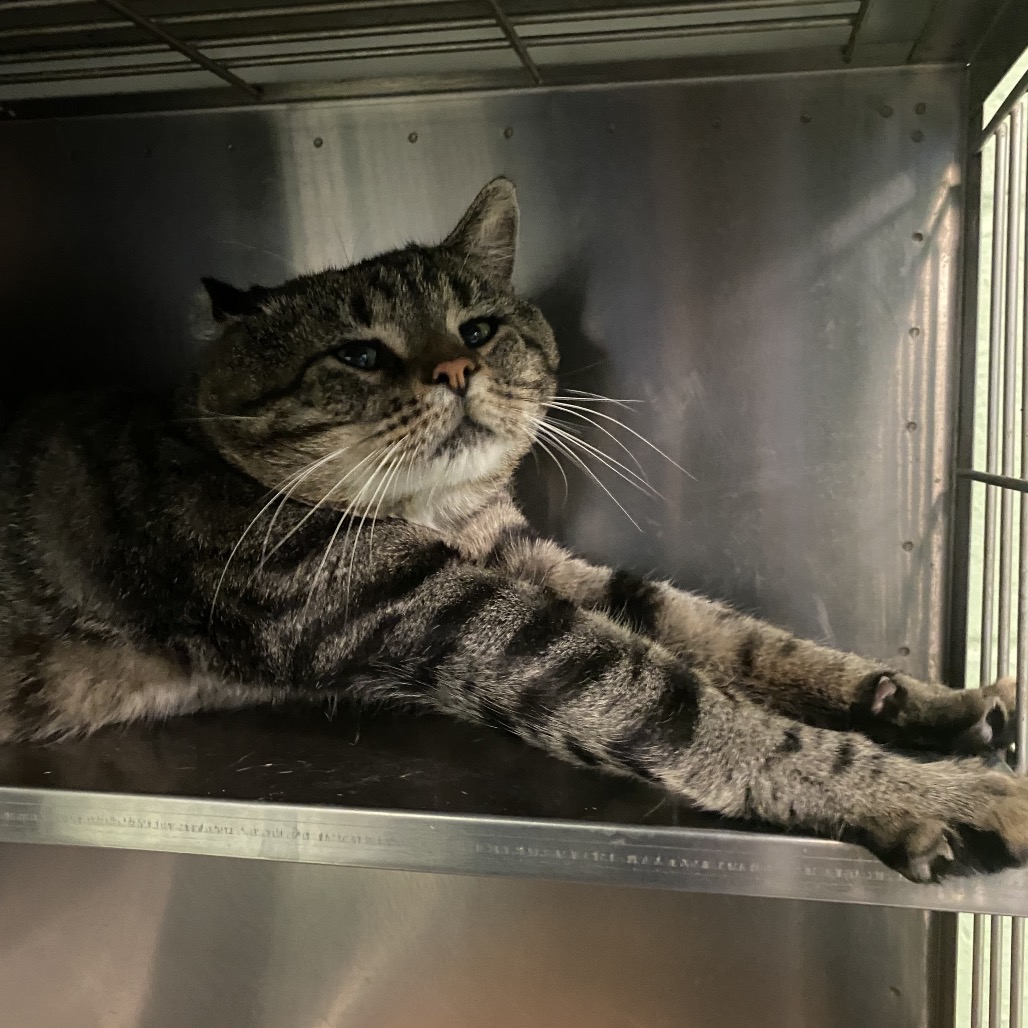 RAFFI - Domestic Shorthair available for adoption