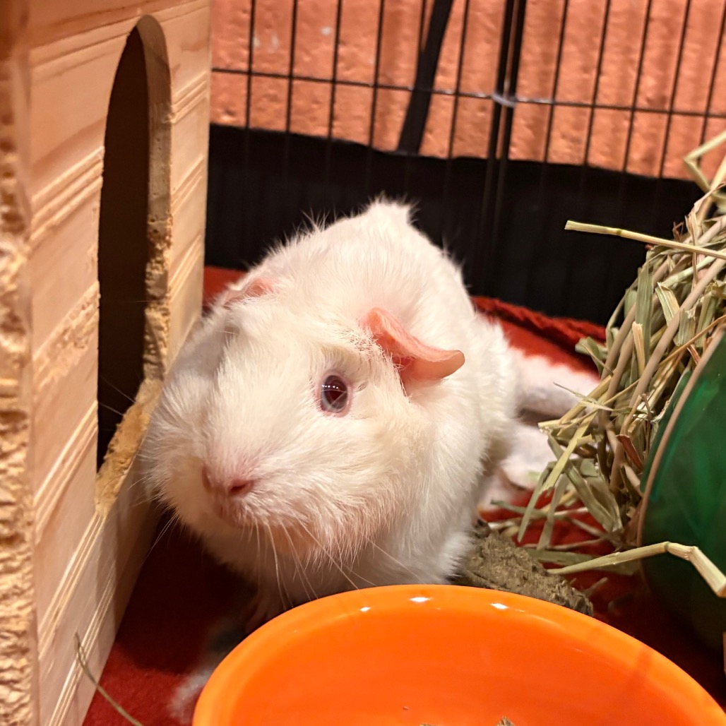Coco, photo 2