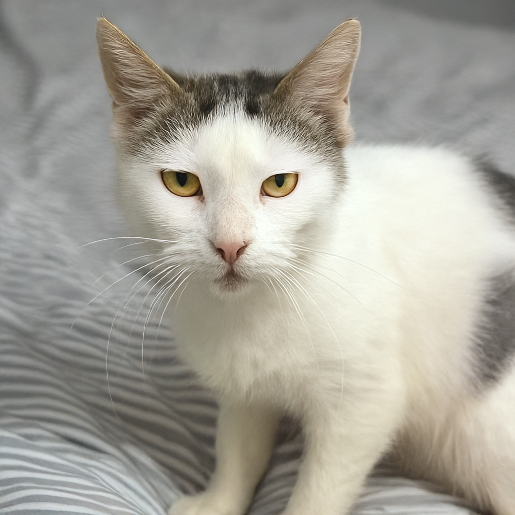 Amber Drop — thumbnail 7