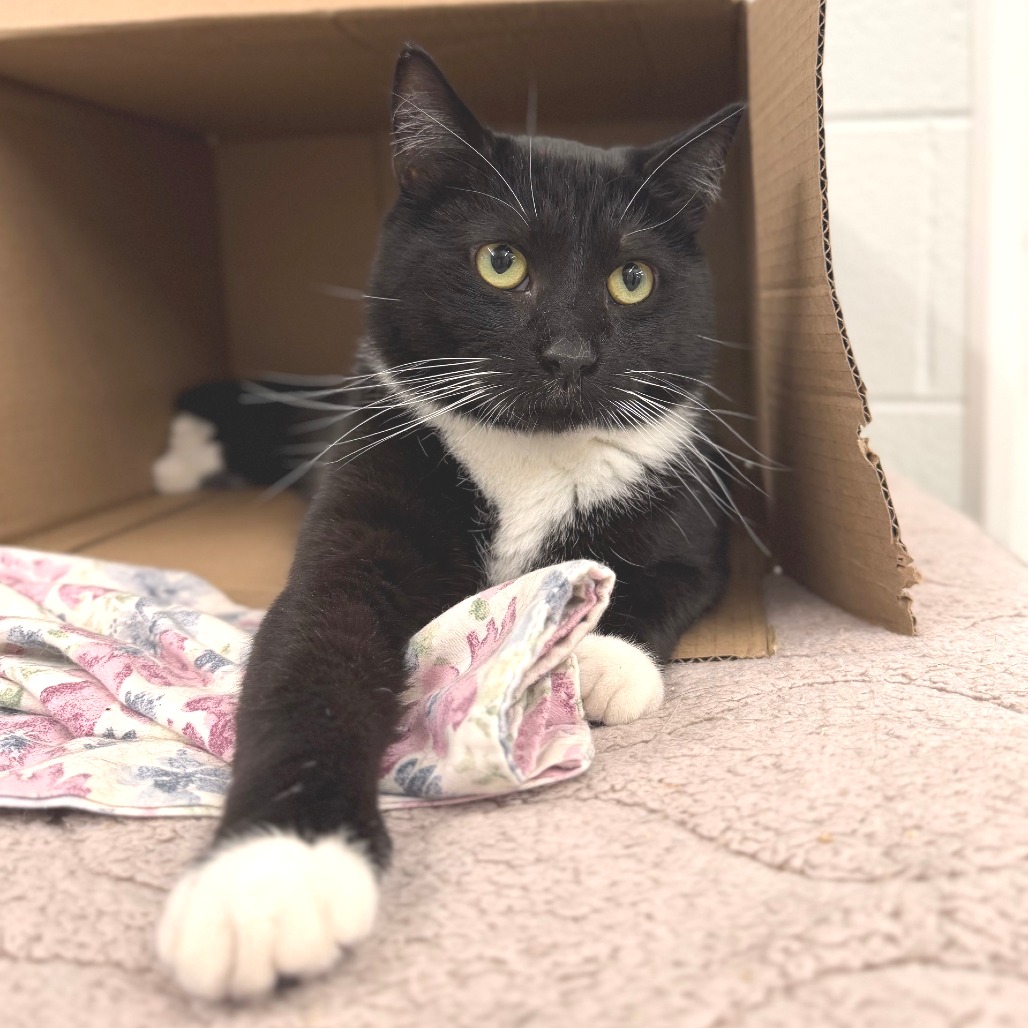 JACK - Domestic Shorthair available for adoption