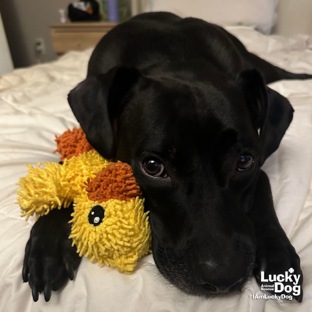 ICABOD - Retriever, Labrador / Mix available for adoption