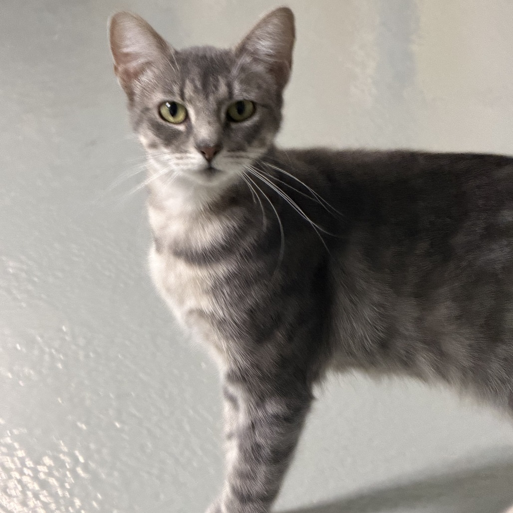 Mara, available for adoption