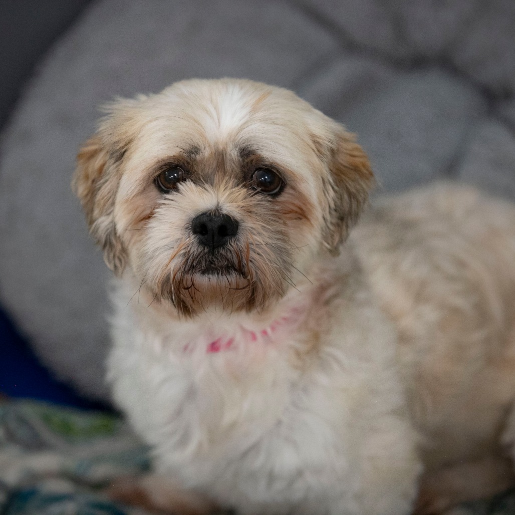 Millie (JY26-77), photo 2