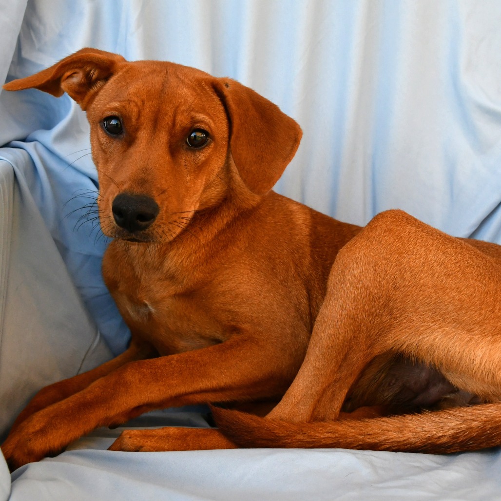 REGINA GEORGE - Shepherd available for adoption