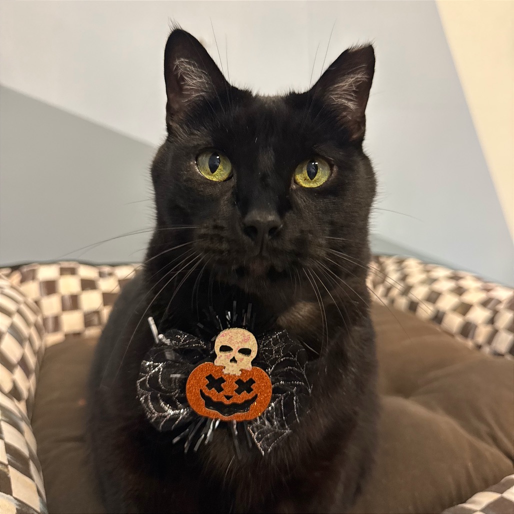 SHADOW - Domestic Shorthair available for adoption