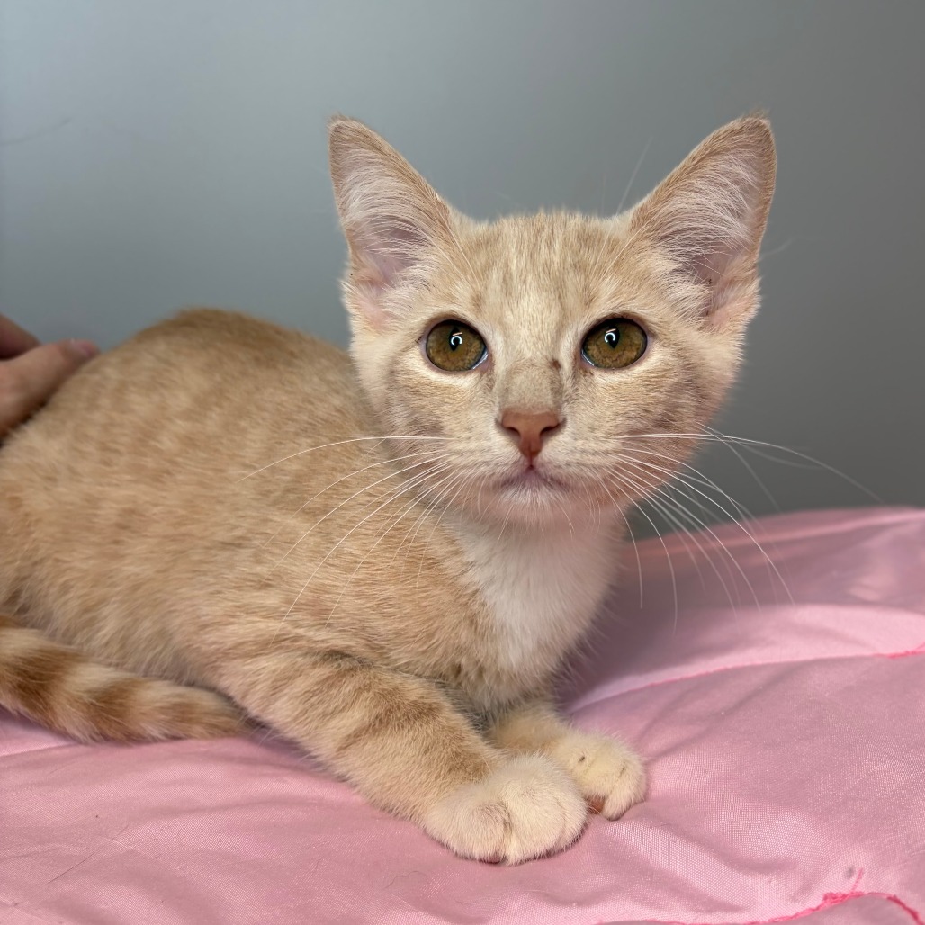 KELP - Domestic Shorthair available for adoption