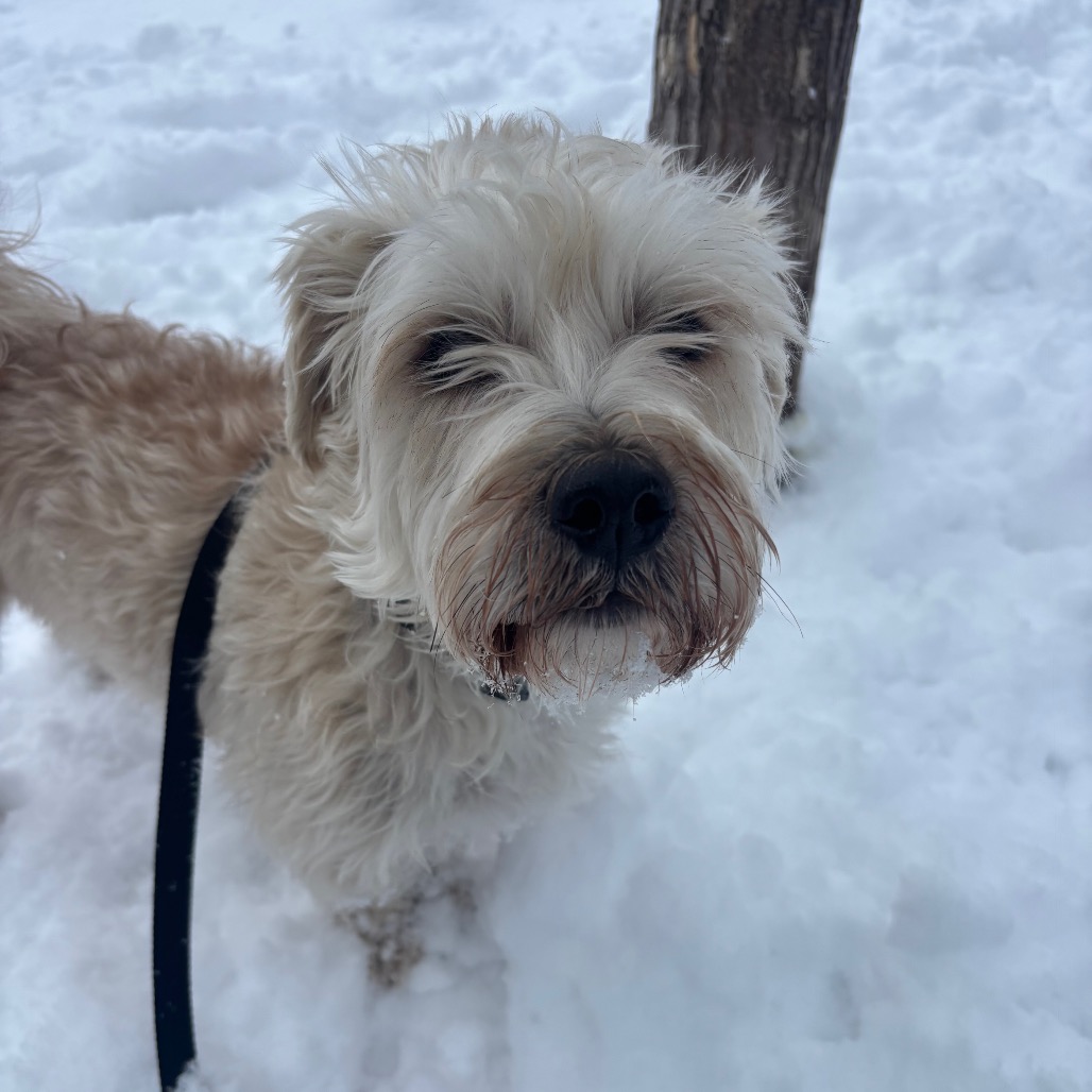 Goose — thumbnail 4