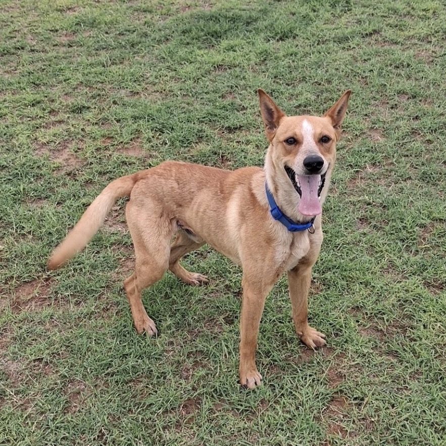 TODD - Cattle Dog / Australian (Red Heeler) for adoption in Midland