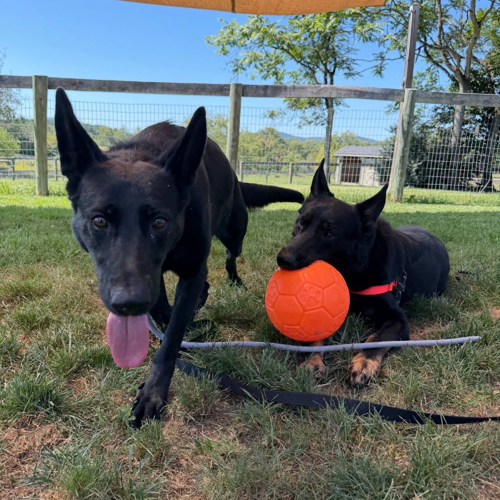 NEBULA (BREED EXPERIENCE REQUIRED) - Shepherd available for adoption