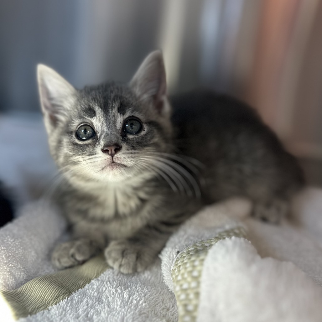 LUCY DACUS - Domestic Shorthair available for adoption