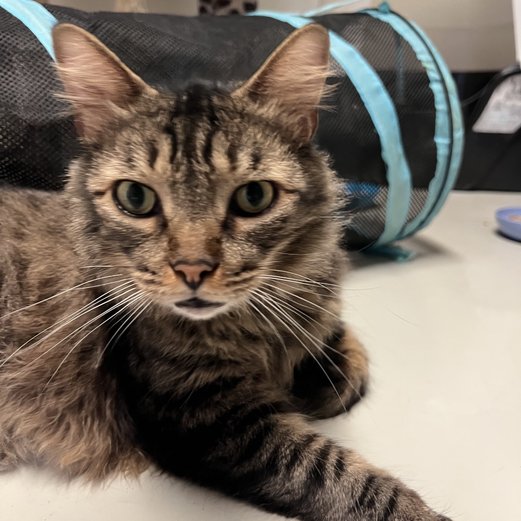 Dakota * Bonded with Atlas * Costa Mesa Location, photo 2