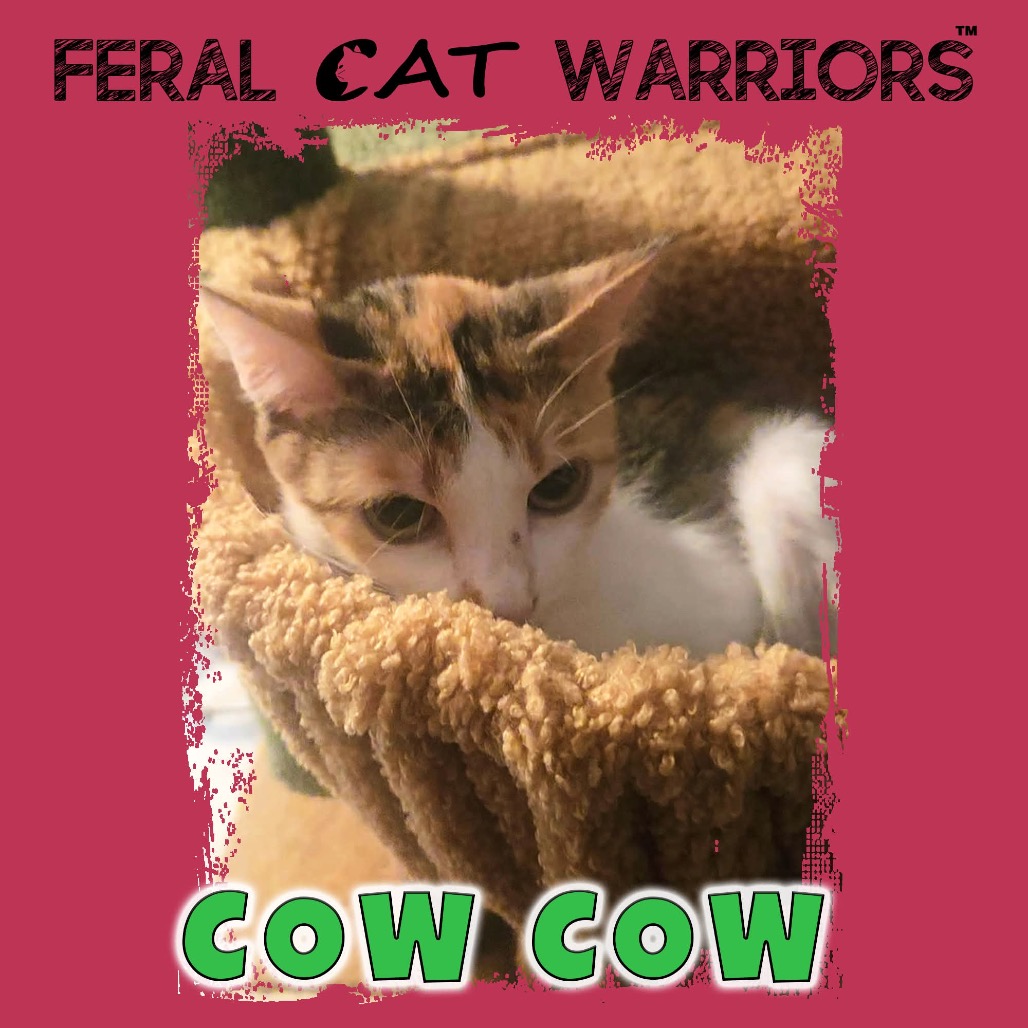 Cow Cow