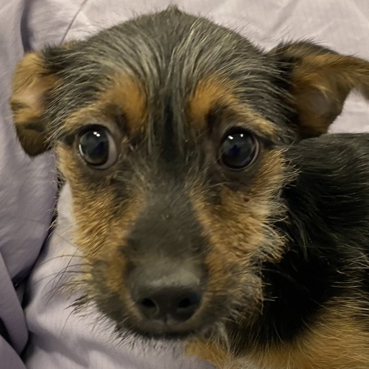 Jude — thumbnail 2