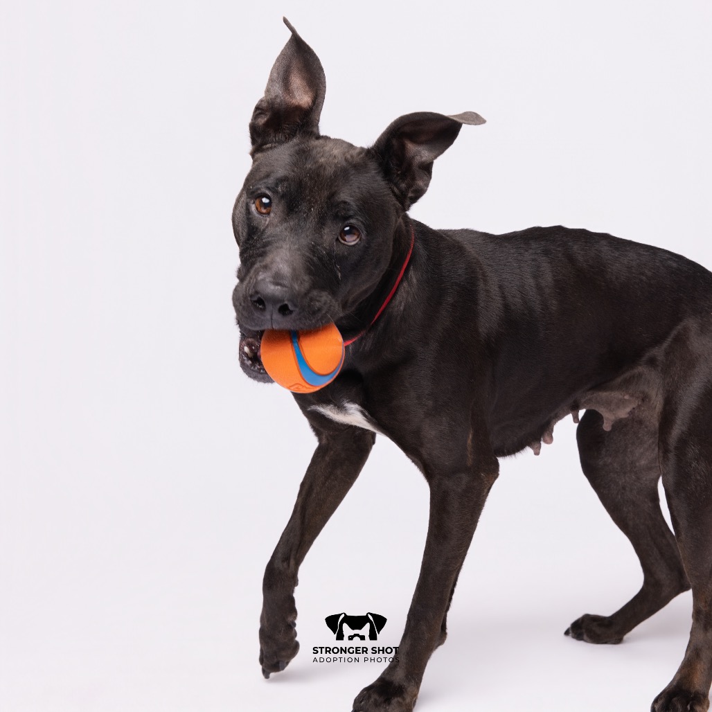 Libby, adoptable senior dog