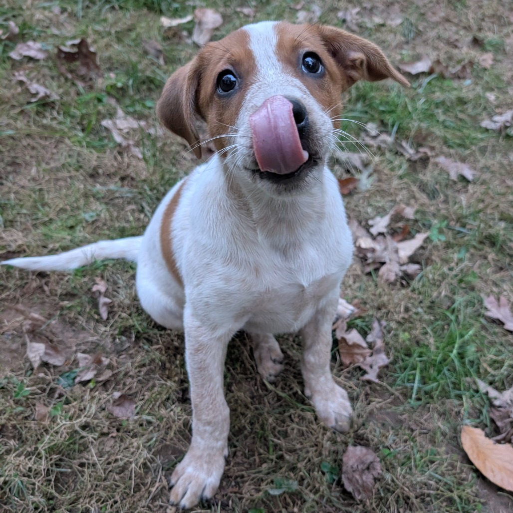 Macee Pup - Portia, photo 8