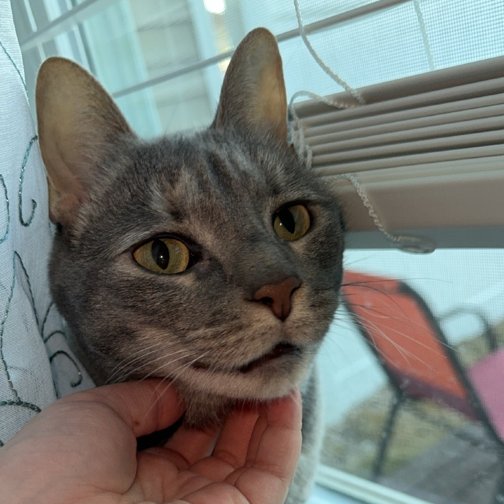 Briar — thumbnail 3