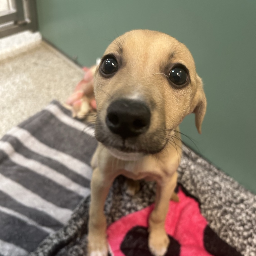 CASHEW - Mixed Breed (Medium) available for adoption