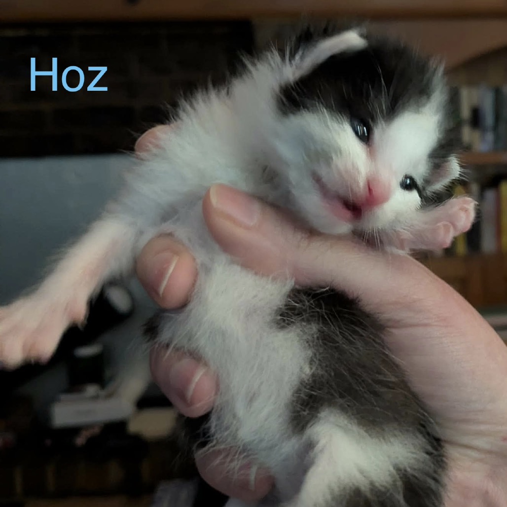 Hoz