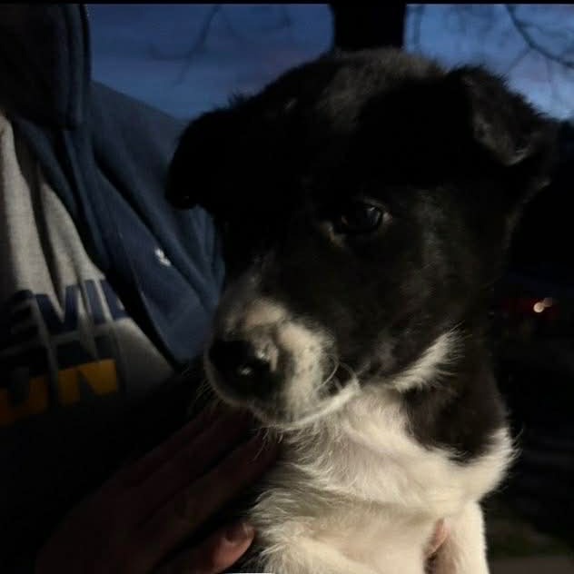 Farkle — thumbnail 2