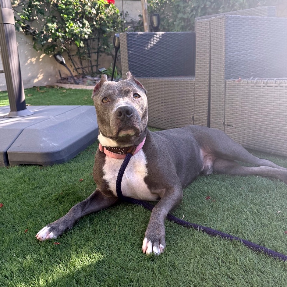 Cobalt aka Kobe, photo 2