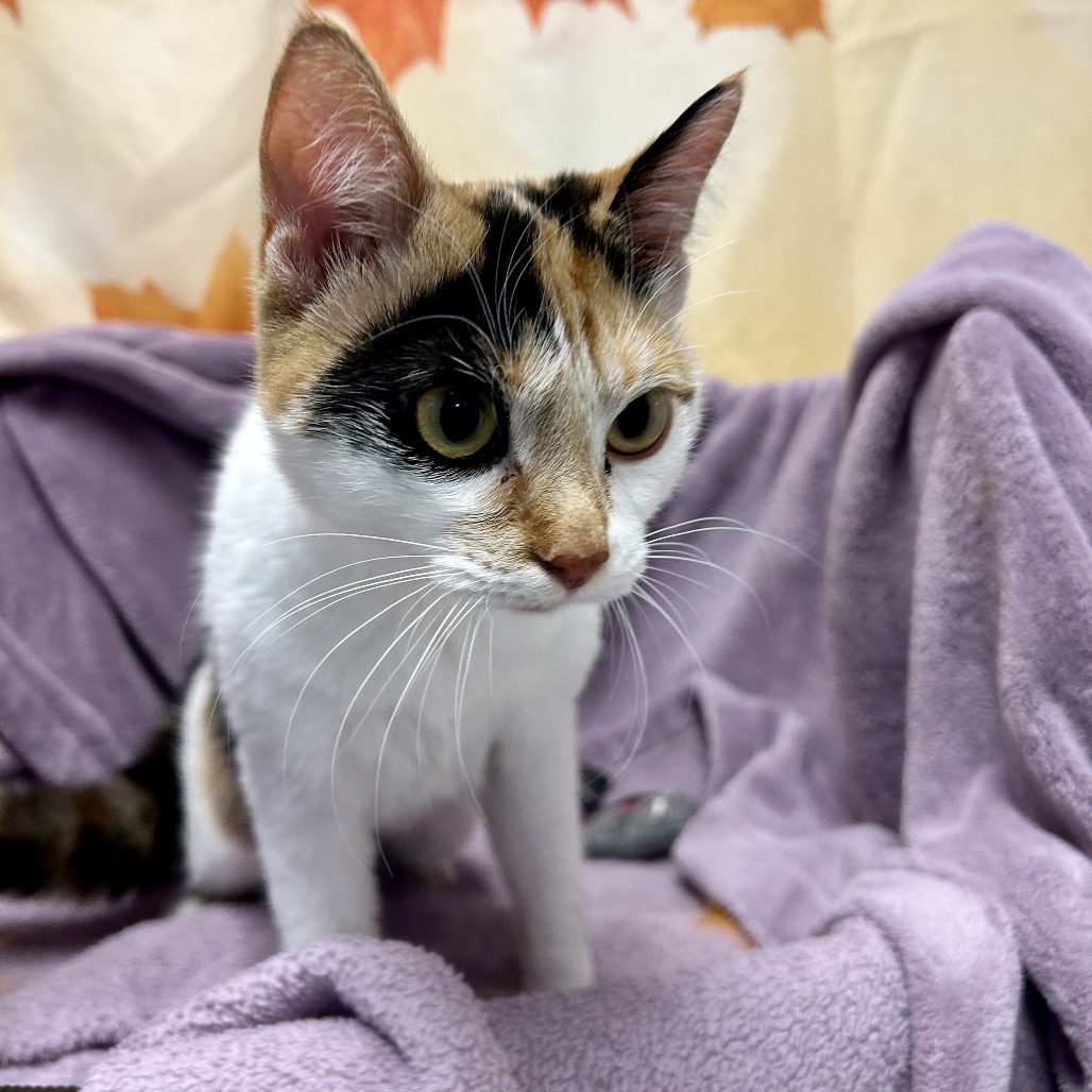 CAMRY - Domestic Shorthair available for adoption
