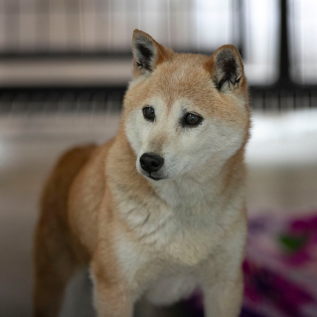 Smiley (MR26-336), photo 11