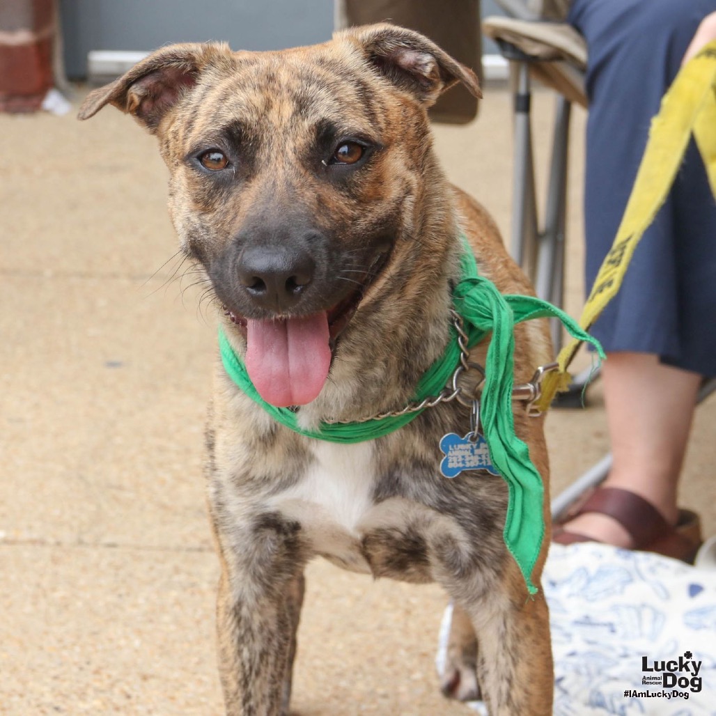 JASMINE - Retriever / Hound, Plott available for adoption