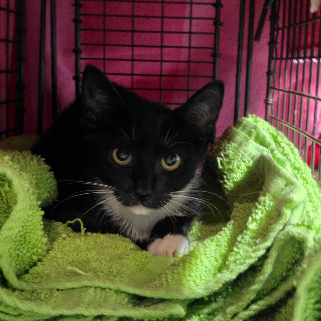 Zephyr, photo 3