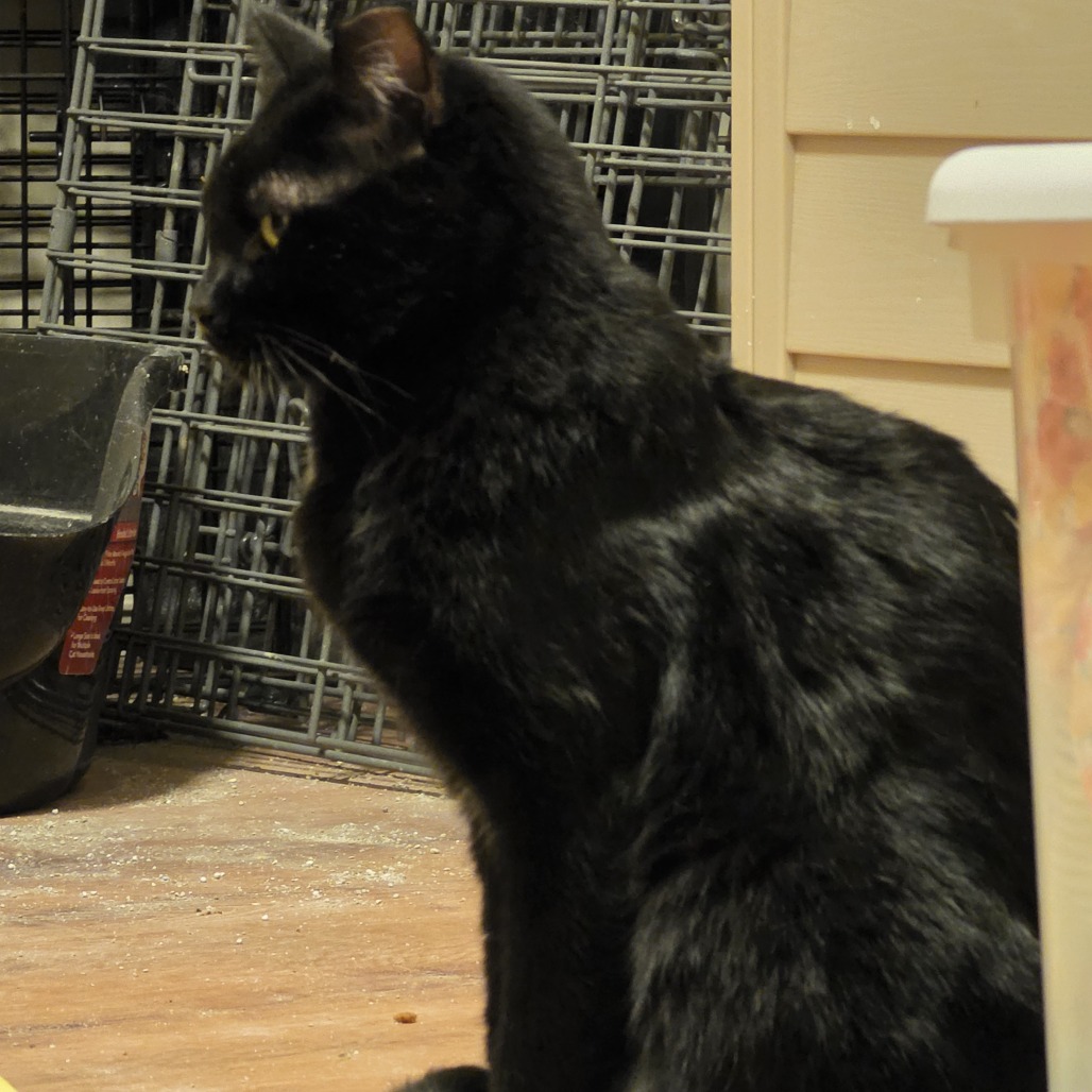 ANUBIS - Domestic Shorthair available for adoption