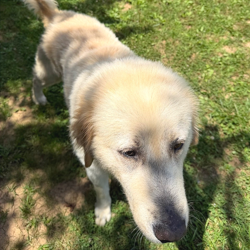 Duke is available for adoption at McKamey Animal Center