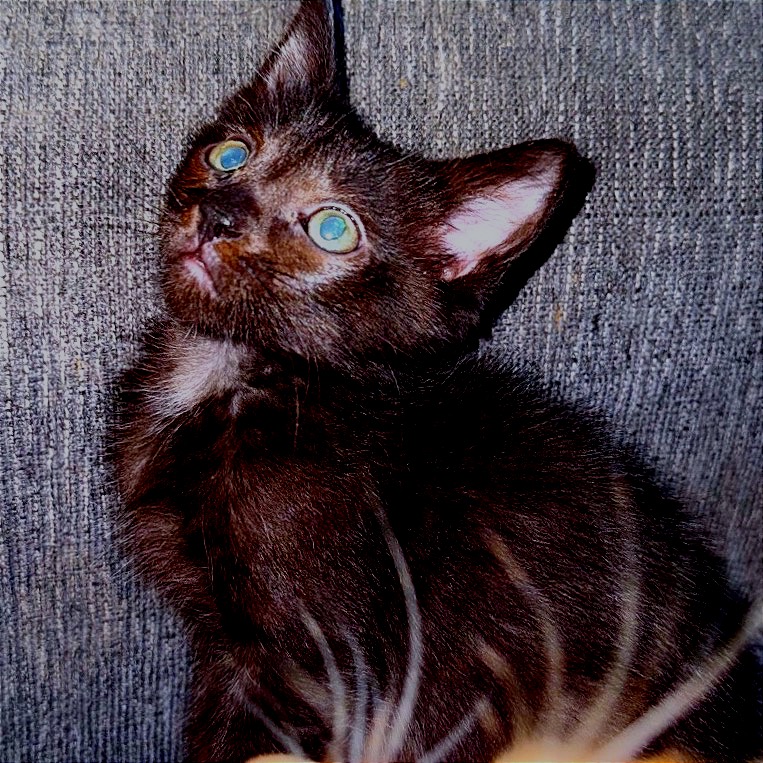 Panther, photo 2